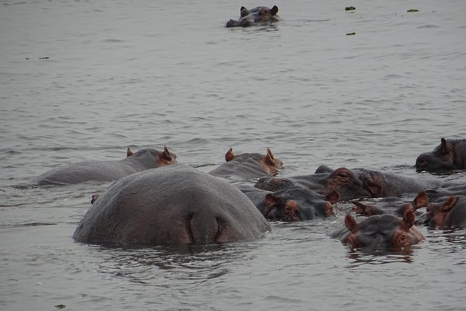 5 Days gorillas and Lion Tour in Uganda - A morning game drive among lions and elephants