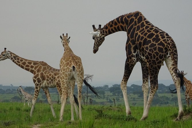 5 Days gorillas and Lion Tour in Uganda - The scenic road to Buhoma and Bwindi
