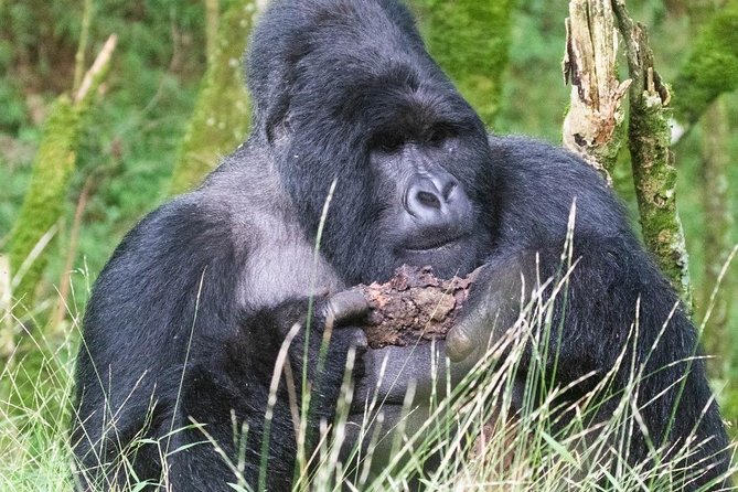 5 Days Uganda Gorilla, Chimpanzee and Wildlife Safari - What this five-day Uganda safari really covers
