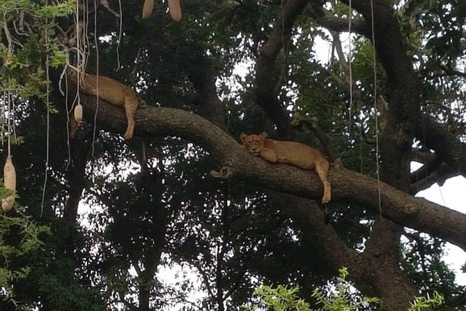 6 Day Gorilla tracking and Wildlife Safari - Day 1: A gentle start in Entebbe or Kampala