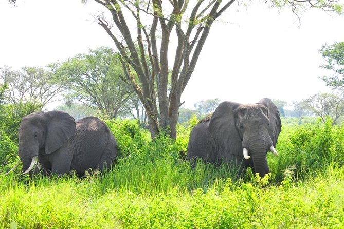 6 Day Gorilla tracking and Wildlife Safari - Day 4: Ishasha lions and an evening game drive