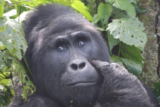 6 Day Gorillas, Golden Monkeys and Chimp Trek at Kibale - Day 1: Six hours from Entebbe or Kampala to Kibale