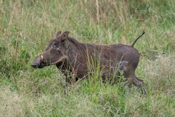 6 Day Gorillas, Golden Monkeys and Chimp Trek at Kibale - Day 3: Lions, elephants, and buffalo on the Kasenyi Plains