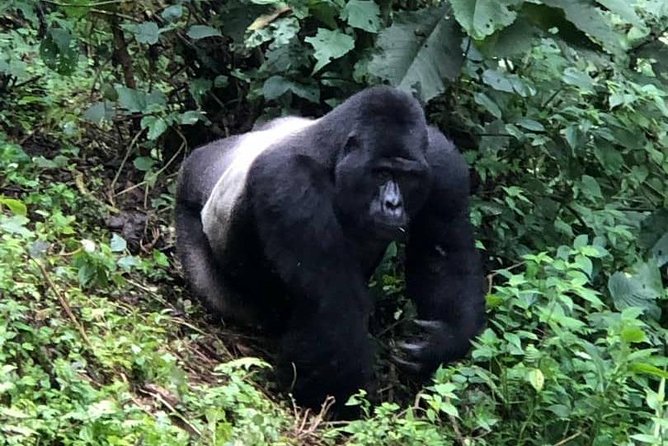 6 Day Gorillas, Golden Monkeys and Chimp Trek at Kibale - Day 6: Sunrise canoeing, the Gatuna crossing, and Kigali