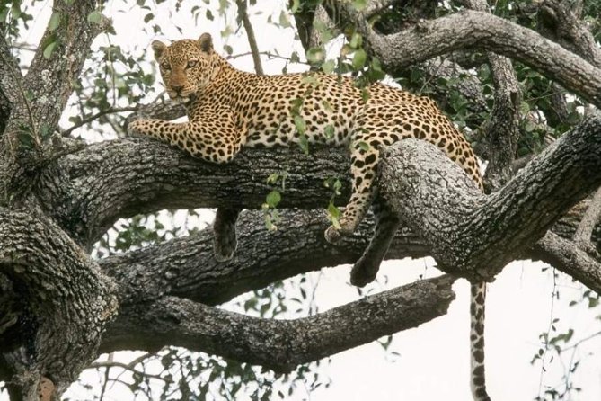 6-Day Murchison Falls and Kidepo NP Wildlife Safari - Why this route feels different from a standard Uganda safari