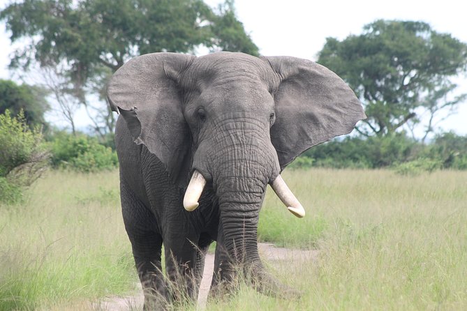6-Day Queen Elizabeth and Mburo Luxury Safari - Day 3: Queen Elizabeth’s big wildlife day