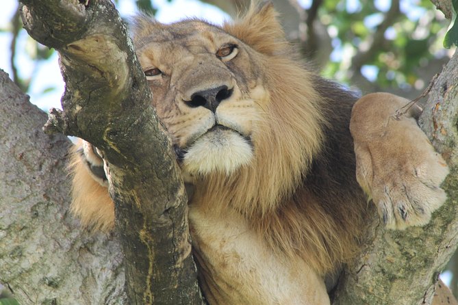 6-Day Queen Elizabeth and Mburo Luxury Safari - Day 5: A walking safari and a long return