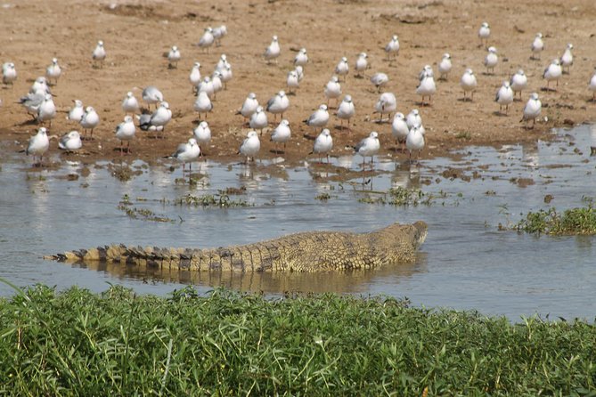 6-Day Queen Elizabeth and Mburo Luxury Safari - Day 2: The road to Queen Elizabeth National Park