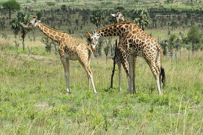 6 Days Chimps, Gorillas & Murchison Falls Africa's Big Five Experience Safari - A gorilla trek paired with Uganda’s biggest waterfall