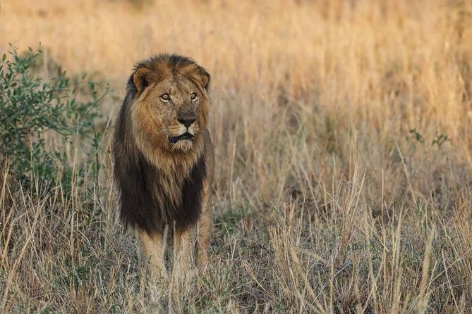 6 Days Chimps, Gorillas & Murchison Falls Africa's Big Five Experience Safari - Food, lodging, and guide support