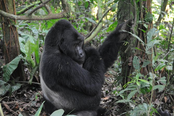 6 Days Chimps, Gorillas & Murchison Falls Africa's Big Five Experience Safari - Day 2: game drive and a two-hour cruise on the Nile