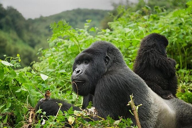 6 Days Uganda Gorilla, Chimps Trekking and Wildlife Safari - Day 3: gorillas, Batwa culture, and Lake Bunyonyi