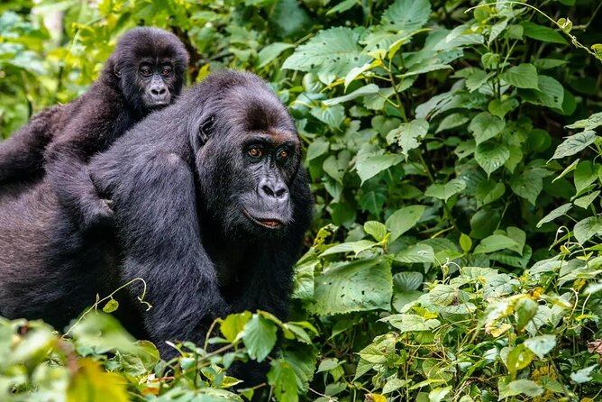 6 Days Uganda Gorilla, Chimps Trekking and Wildlife Safari - Day 4: chimpanzees in Kyambura Gorge