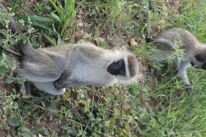 7-Day Murchison Falls, Chimps & Gorilla Trekking - Day 6: Gorilla trekking and Lake Bunyonyi