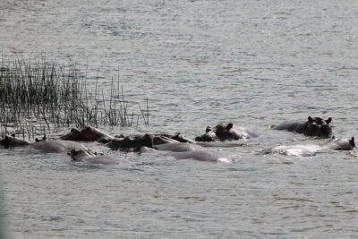 7-Day Murchison Falls, Chimps & Gorilla Trekking