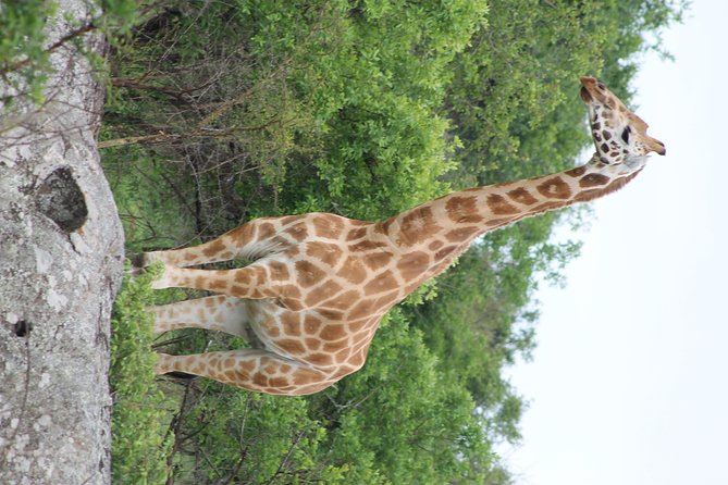7-Day Murchison Falls, Chimps & Gorilla Trekking - Day 7: Lake views, the Equator, and Entebbe