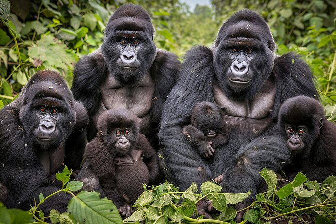 7-Day Private Uganda Gorilla Tracking Safari Tour From Entebbe - Key points at a glance