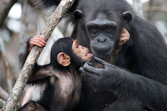 7-Day Private Uganda Gorilla Tracking Safari Tour From Entebbe - The big picture: a private circuit through western Uganda