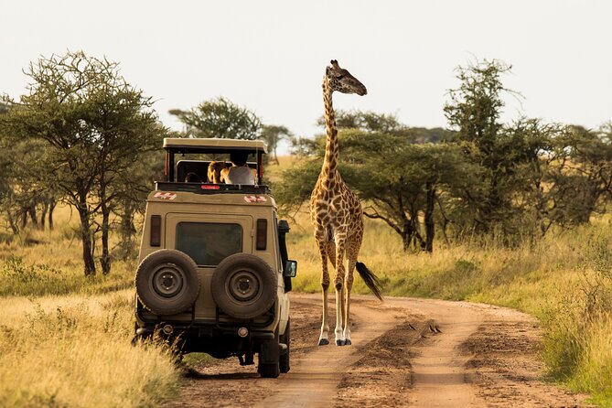 7-Day Private Uganda Gorilla Tracking Safari Tour From Entebbe - Day 2: The Equator, Igongo, and Queen Elizabeth