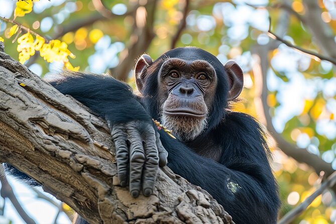 7-Day Private Uganda Gorilla Tracking Safari Tour From Entebbe - Day 4: Chimpanzees and the long road to Bwindi