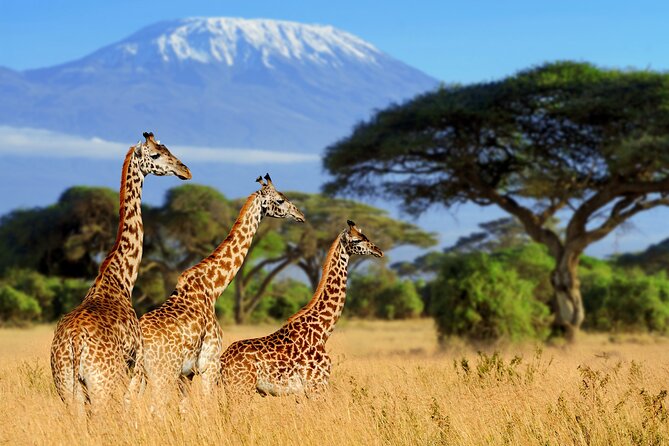 7-Day Private Uganda Gorilla Tracking Safari Tour From Entebbe - Day 6: Lake Mburo’s zebras and water life