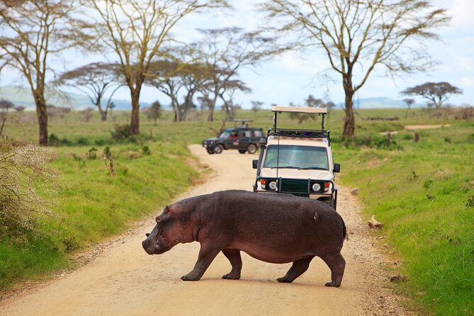 7-Day Private Uganda Gorilla Tracking Safari Tour From Entebbe - Day 7: A flexible return to Entebbe