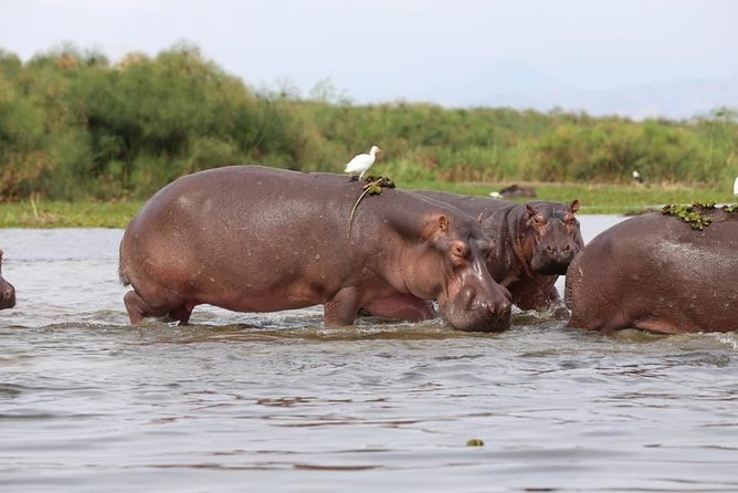 7-Day Uganda Adventure Safari - Midrange Lodges - Day one: an easy arrival in Entebbe and Kampala