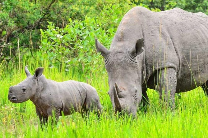 7-Day Uganda Adventure Safari - Midrange Lodges - Day three: Murchison game drive and the Nile below the falls