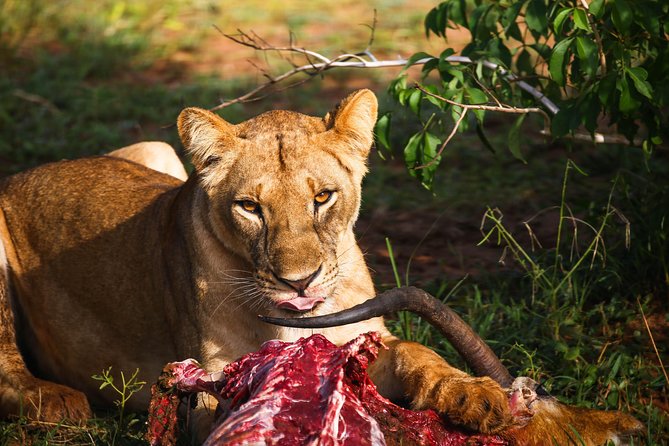 7-Day Uganda Adventure Safari - Midrange Lodges - Day four: the long transfer through Fort Portal