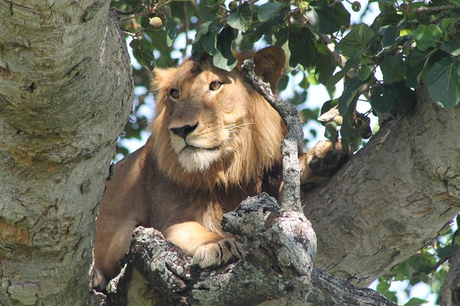 7-Day Wildlife Adventure Safari - Why this route gives you a fuller Uganda experience