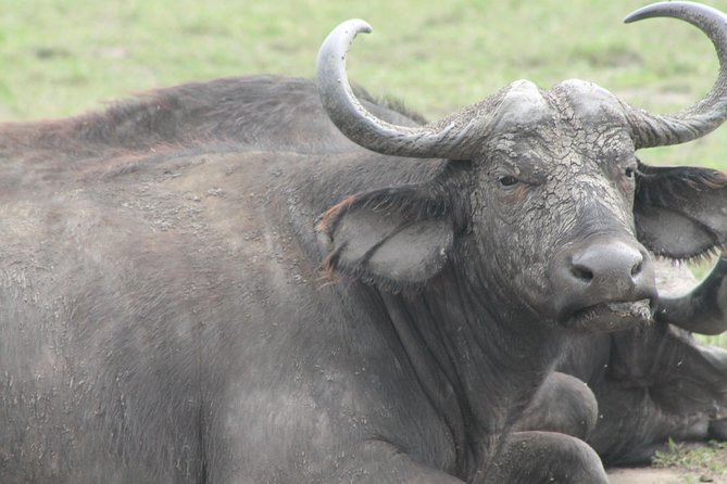 7-Day Wildlife Adventure Safari - Day 2: Sunrise wildlife and a Karamajong cultural visit