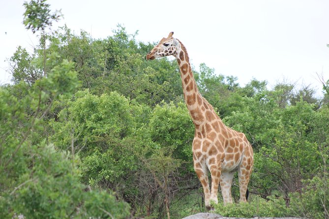 7-Day Wildlife Adventure Safari - Day 6: Murchison wildlife, the Nile, and the falls