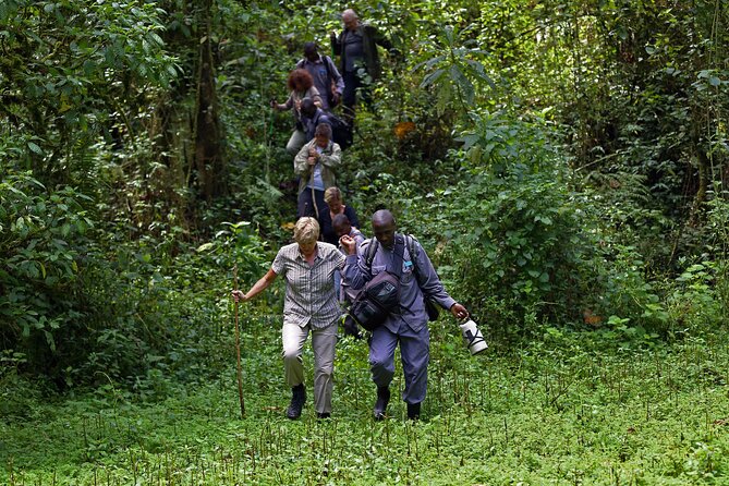 7 Days Flying Gorillas and Wildlife Safari Uganda Private Tour - Day 1: Kibale Forest and the Bigodi Wetlands