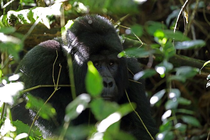 7 Days Flying Gorillas and Wildlife Safari Uganda Private Tour - Day 5: Ishasha and the search for tree-climbing lions