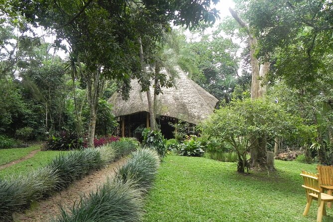 7 Days Flying Gorillas and Wildlife Safari Uganda Private Tour - Day 6: The gorilla trek in Bwindi Impenetrable Forest