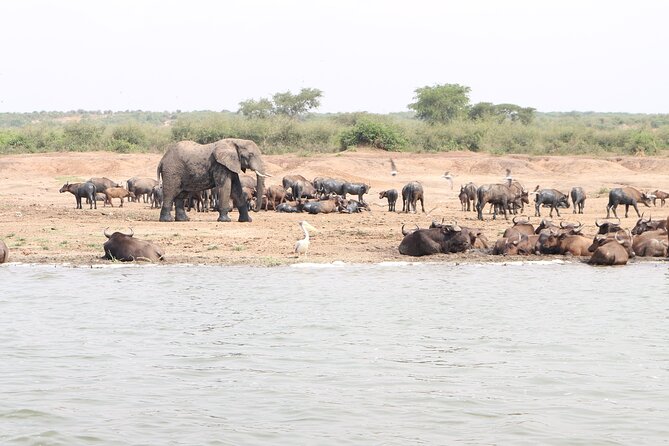 7 Days Flying Gorillas and Wildlife Safari Uganda Private Tour - Day 7: A domestic flight from Kihihi to Entebbe