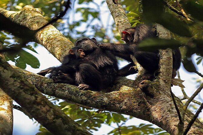7 Days Flying Gorillas and Wildlife Safari Uganda Private Tour - Day 2: Chimpanzees on foot in Kibale