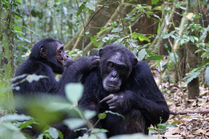 7 Days Fort Portal Culture Tour Western Uganda - What $1,500 includes, and what it does not