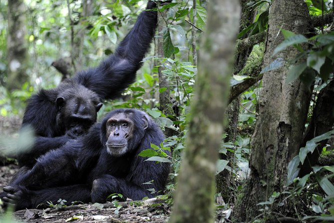 8-Day Classic Uganda Primates & Wildlife Tour - Day 1: Entebbe arrival and the optional shoebill search