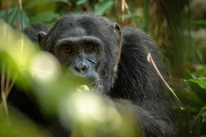 8-Day Classic Uganda Primates & Wildlife Tour - Day 3: Sunrise wildlife and the road to Nkuringo