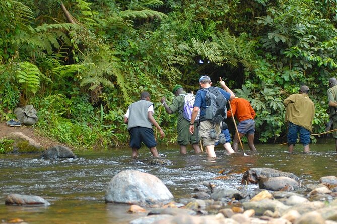 8-Day Classic Uganda Primates & Wildlife Tour - Day 5: Walking across Bwindi and searching for Ishasha lions