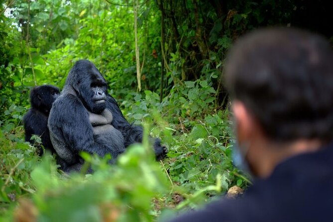 8-Day Classic Uganda Primates & Wildlife Tour - Day 6: Queen Elizabeth game drives and the Kazinga Channel