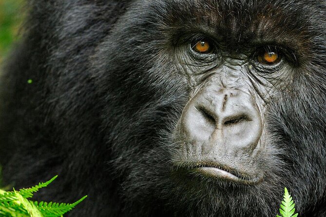 8-Day Murchison Falls, Chimp and Epic Gorilla Trekking - Day 2: Northern Murchison game drive and the Nile cruise