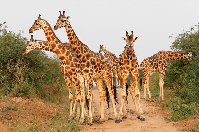 8-Day Murchison Falls, Chimp and Epic Gorilla Trekking - Day 3: The Nile Delta and the long transfer toward Kibale