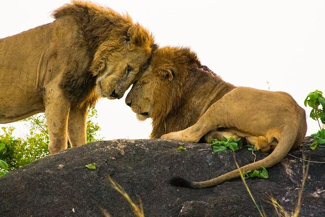 8-Day Murchison Falls, Chimp and Epic Gorilla Trekking - Day 5: Queen Elizabeth’s evening wildlife drive