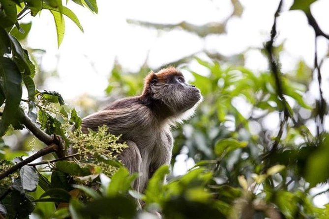 8-Day Murchison Falls, Chimp and Epic Gorilla Trekking Safari - Why this route covers so much of Uganda