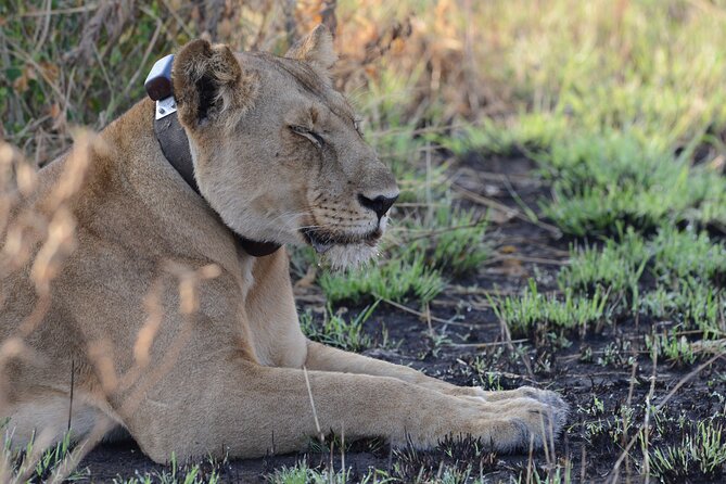 8-Day Private Uganda Big 5 Luxury Safari with Gorillas and Chimps - Day 4: Chimpanzees in Kibale Forest