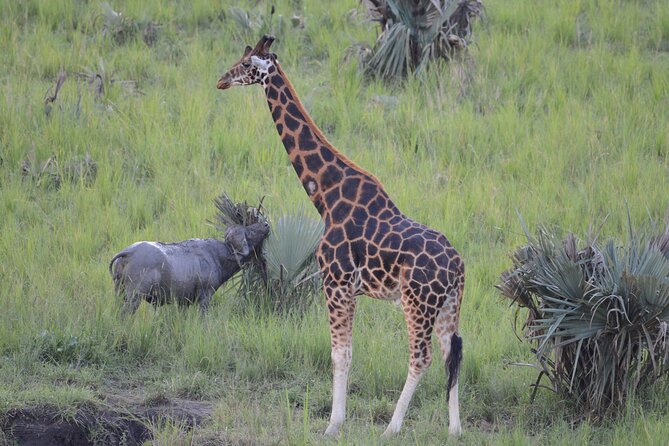 8-Day Private Uganda Big 5 Luxury Safari with Gorillas and Chimps - Day 5: Queen Elizabeth’s wildlife and the Kazinga Channel