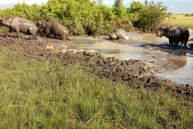8 Days Gorillas, Primates & Wildlife Safari Uganda Safari - Why this Uganda route works