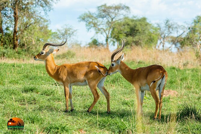8 Days Gorillas, Primates & Wildlife Safari Uganda Safari - Day 4: Game drive, then the Kazinga Channel